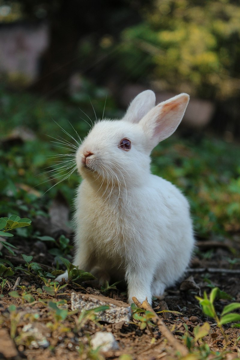 Rabbit Farm Nigeria