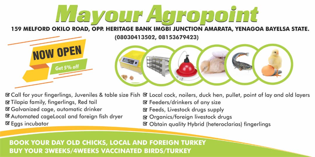 Mayour International services